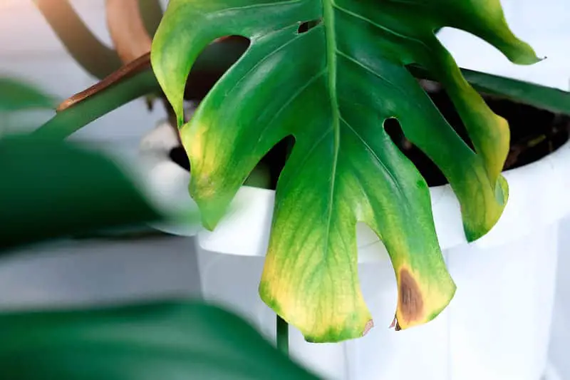 You are currently viewing Black Spots On Monstera Leaves (How To Fix & Prevent)