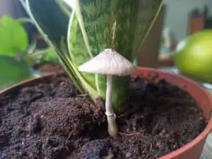 Read more about the article Mushroom Growing In Houseplant: What To Do? 
