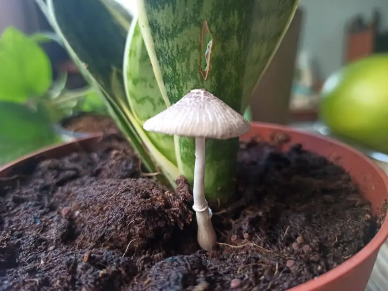 You are currently viewing Mushroom Growing In Houseplant: What To Do? 